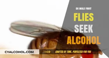Why Male Fruit Flies Are Drawn to Alcohol: Uncovering the Science