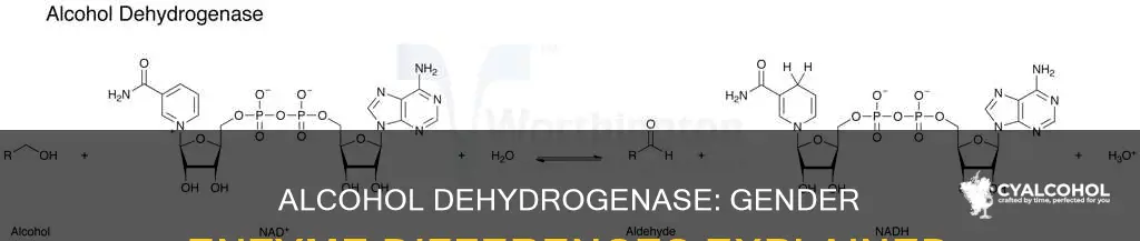 do men or women have more alcohol dehydrogenase enzymes