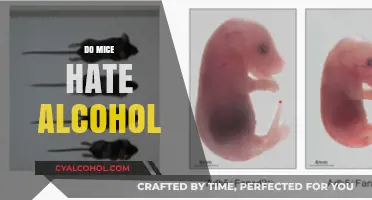 Do Mice Hate Alcohol? Uncovering the Surprising Truth About Rodents and Booze