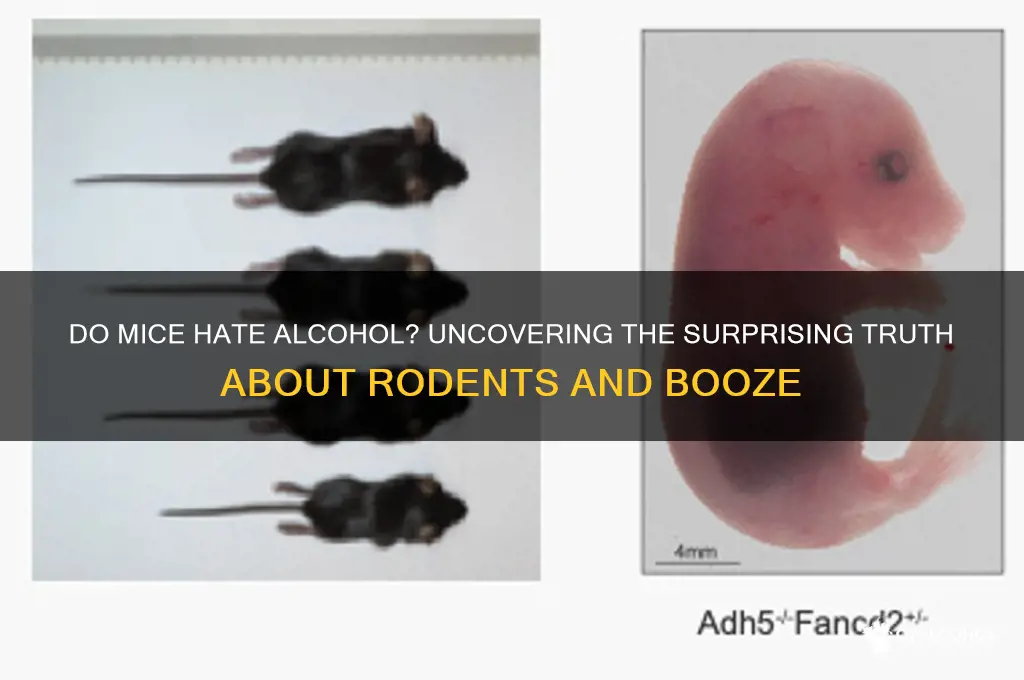 do mice hate alcohol