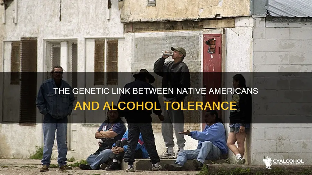 do native americans have a low tolerance for alcohol