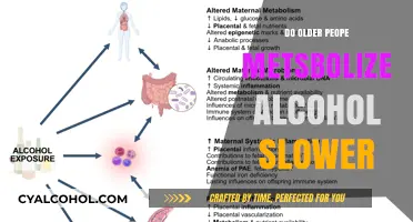 Aging and Alcohol: Why Older Adults Metabolize Drinks Slower
