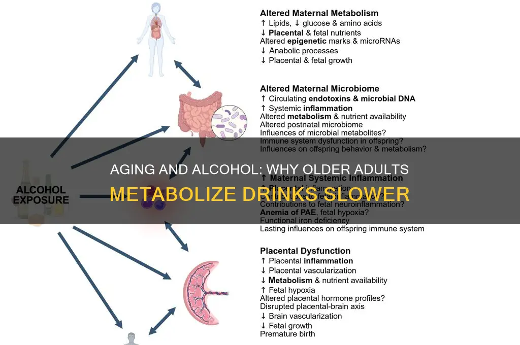 do older peope metsbolize alcohol slower