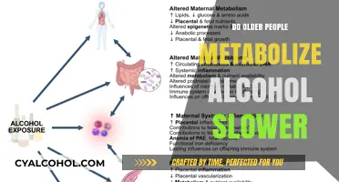 Aging and Alcohol Metabolism: Why Older Adults Process Drinks Slower