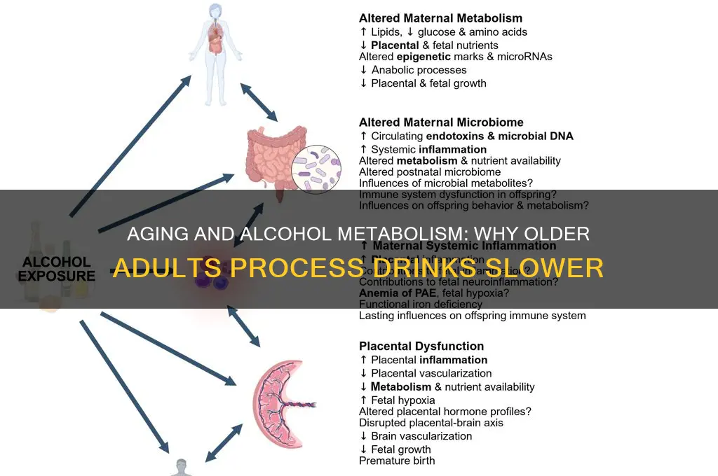 do older people metabolize alcohol slower