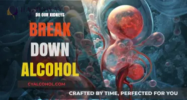How Kidneys Process Alcohol: Breaking Down the Myths and Facts