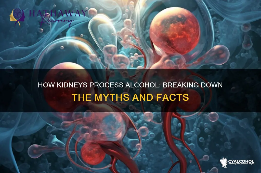 do our kidneys break down alcohol