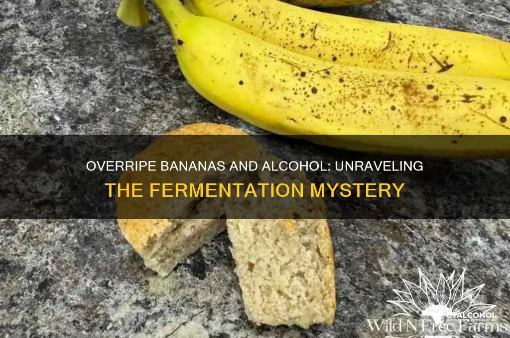 do over ripe bananas have alcohol