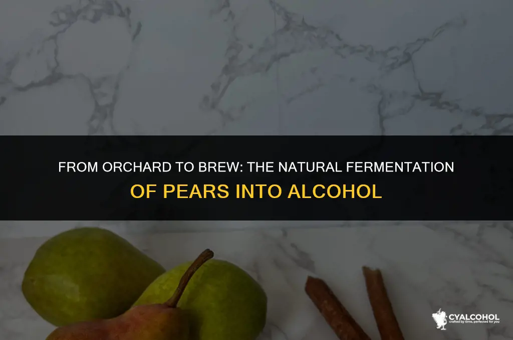 do pears ferment to alcohol