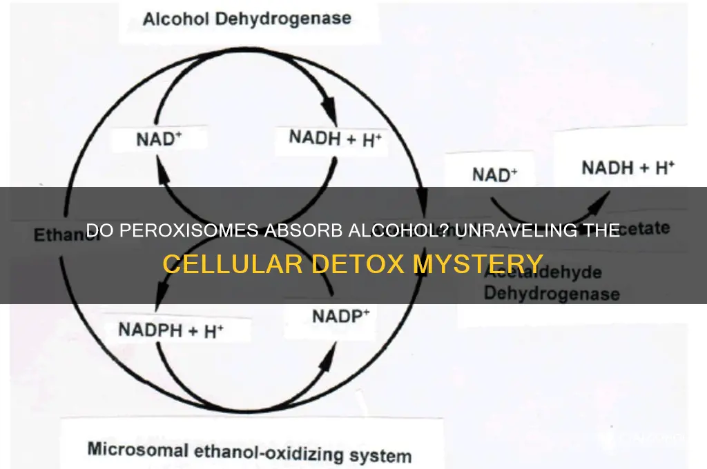 do peroxisomes absorb alcohol
