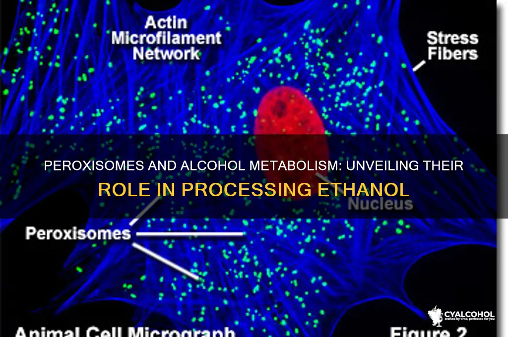 do peroxisomes process alcohol