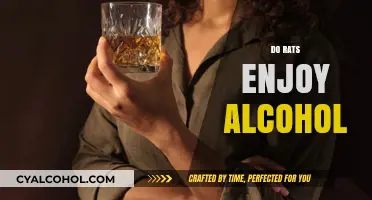 Do Rats Enjoy Alcohol? Exploring Their Surprising Behavior and Preferences