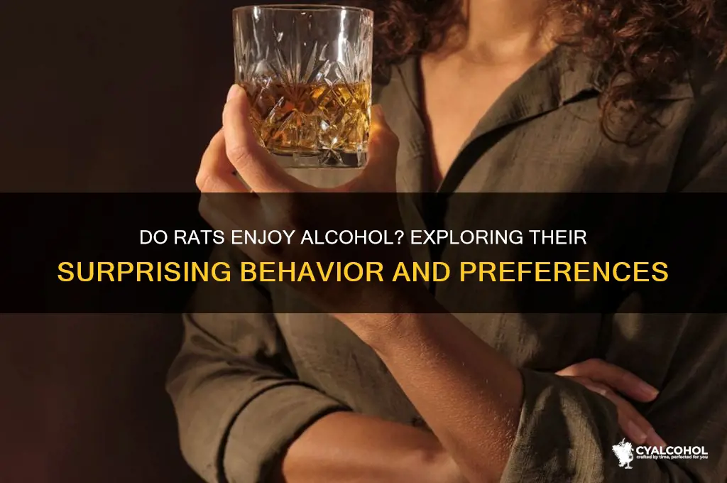 do rats enjoy alcohol
