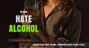 Do Rats Hate Alcohol? Uncovering the Surprising Truth About Rodents and Booze