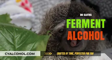 Do Sloths Ferment Alcohol? Unraveling the Myth Behind These Slow Movers