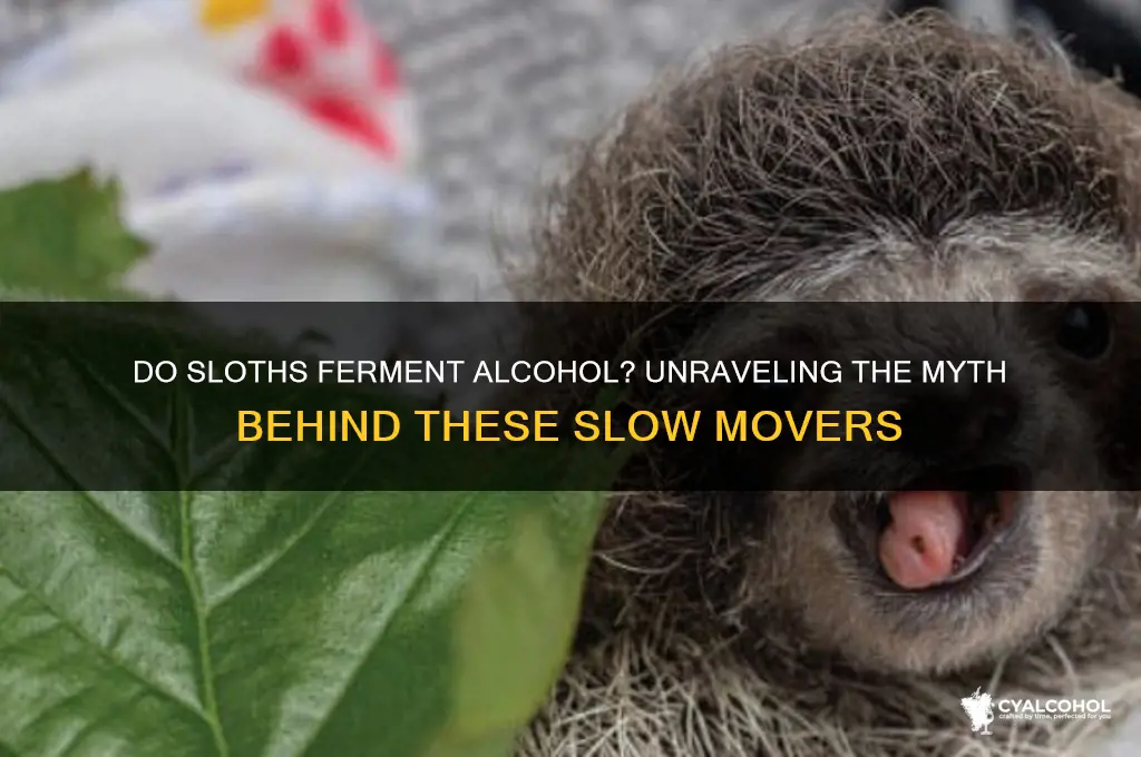 do sloths ferment alcohol