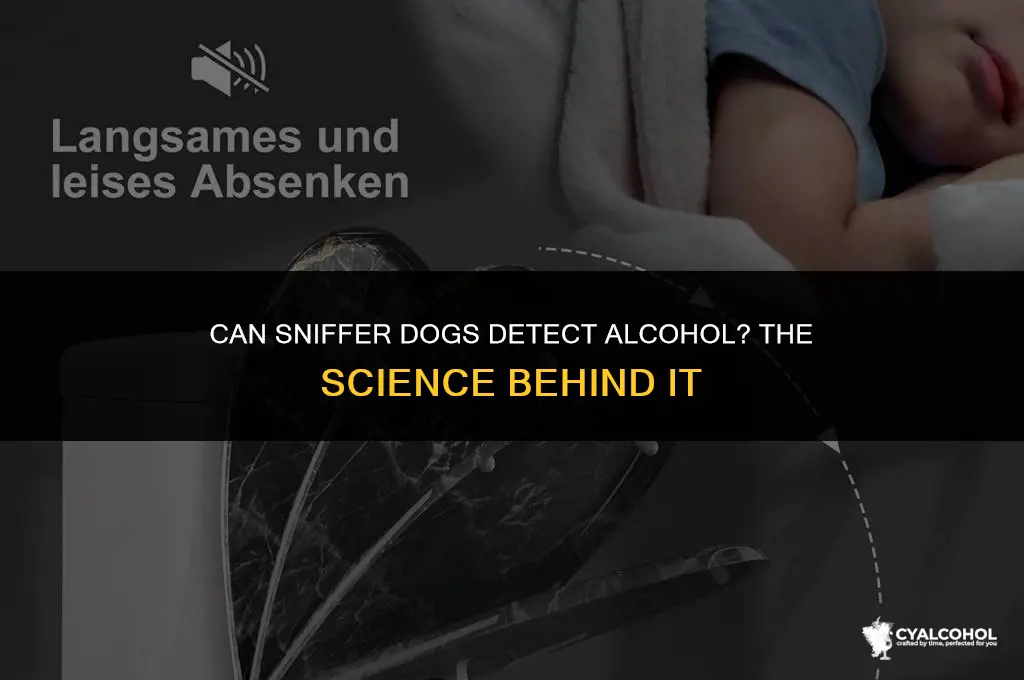 do sniffer dogs detect alcohol