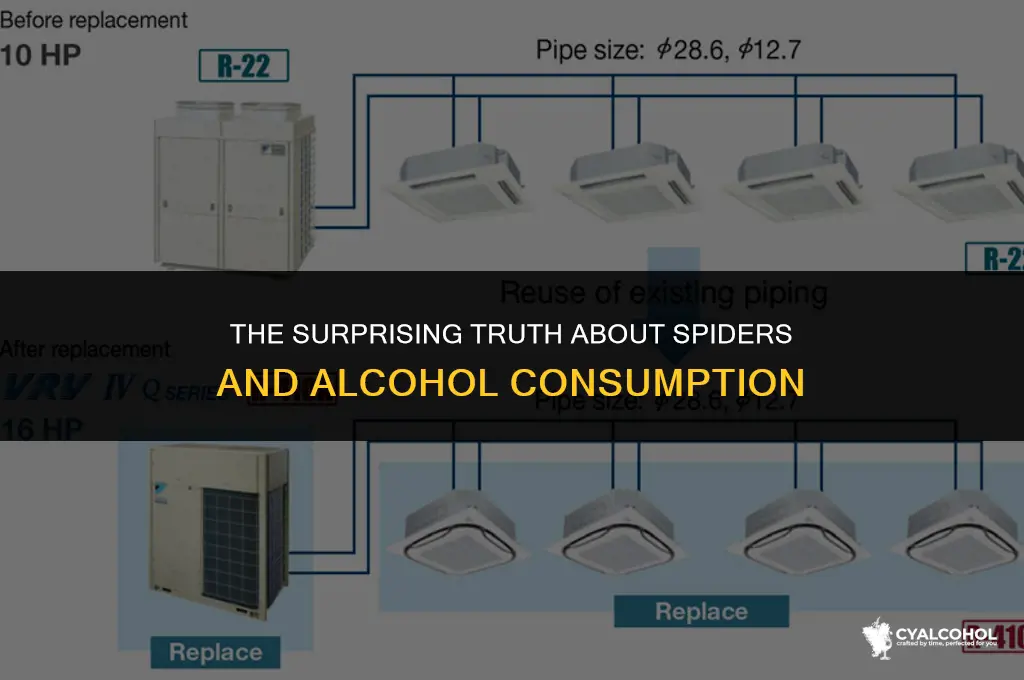 do spiders die with alcohol