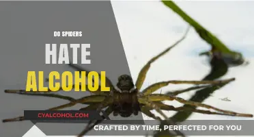 Spiders and Alcohol: Unraveling the Myth of Their Aversion