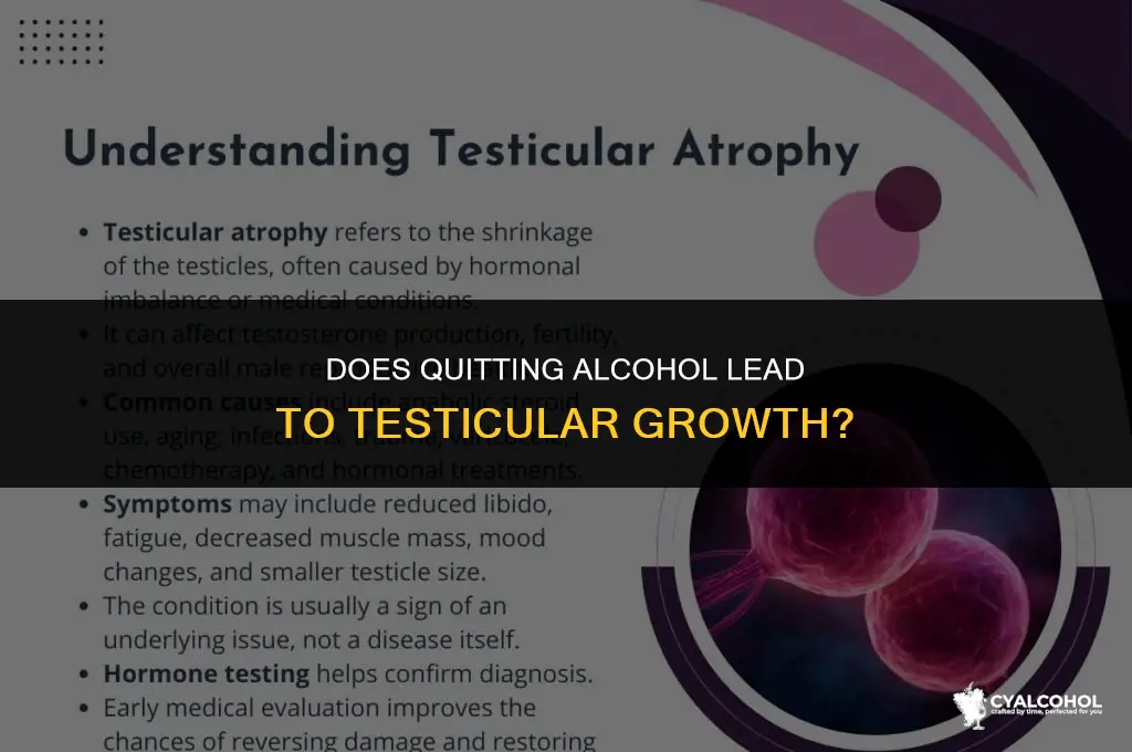 do testicle increase ceasing alcohol