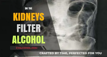 Kidney Function and Alcohol: Understanding the Filtering Process