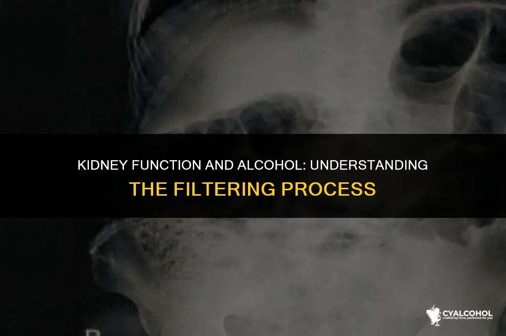 do the kidneys filter alcohol