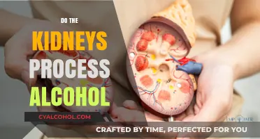 Understanding Alcohol Metabolism: The Role of Kidneys in Processing Alcohol
