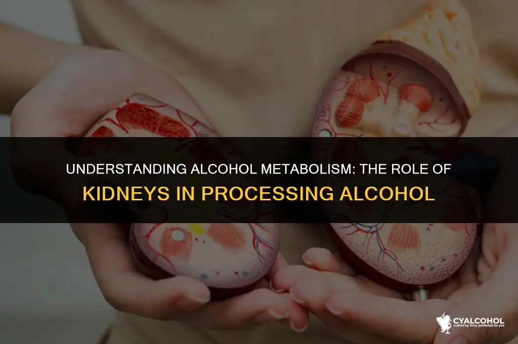do the kidneys process alcohol