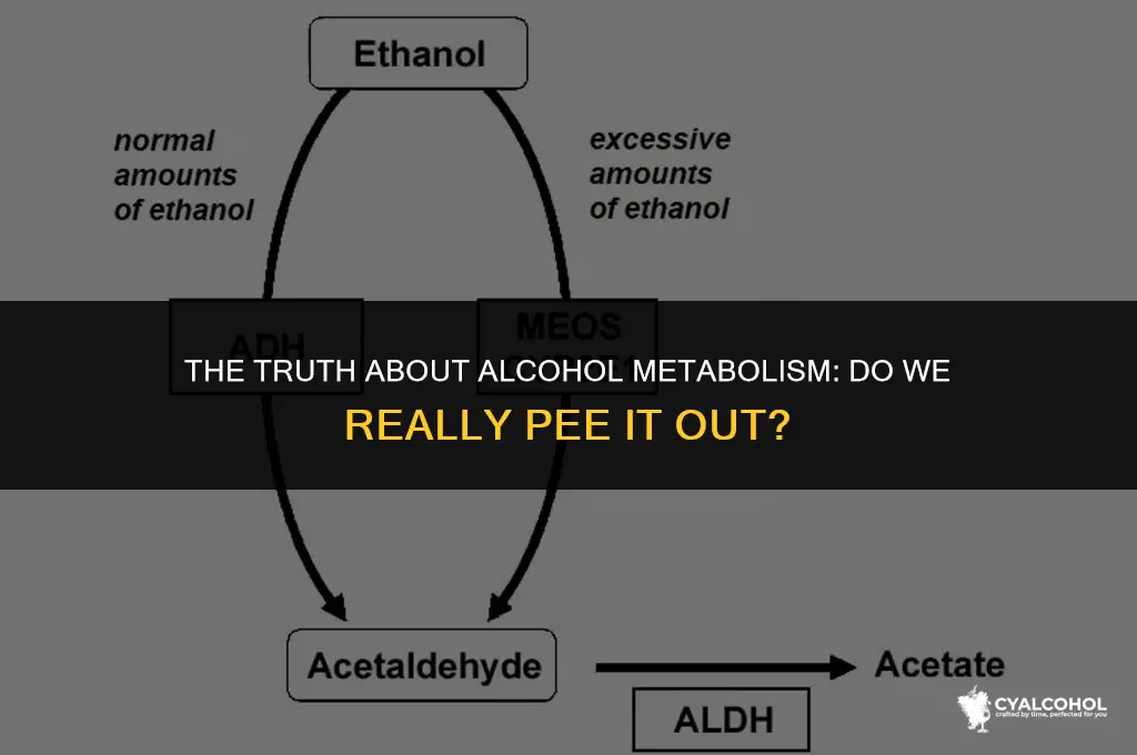 do we pee out alcohol