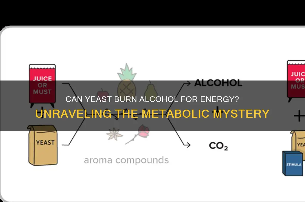 do yeast burn alcohol for energy
