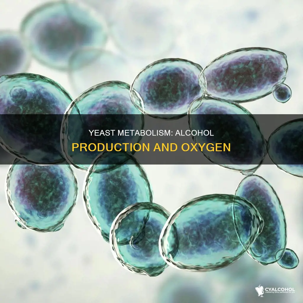 do yeast produce alcohol in the presence of o2