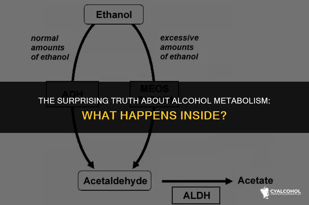 do you shit out alcohol