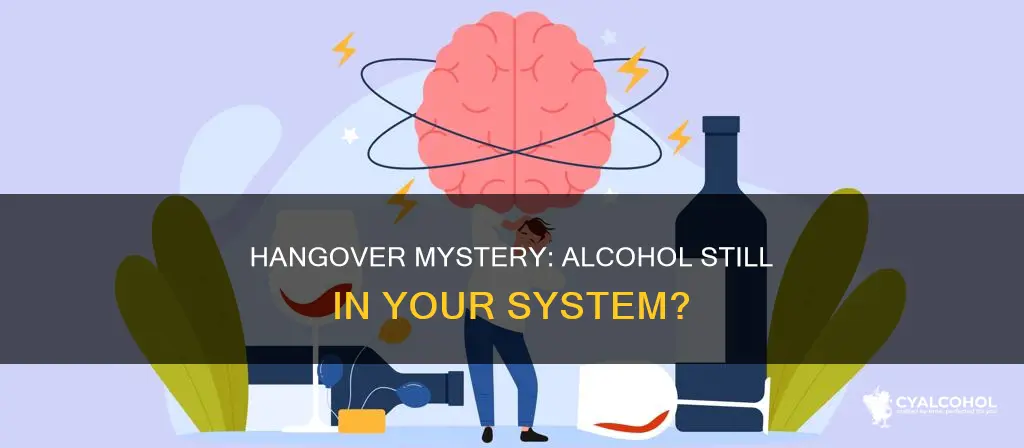 do you still have alcohol in your system when hungover
