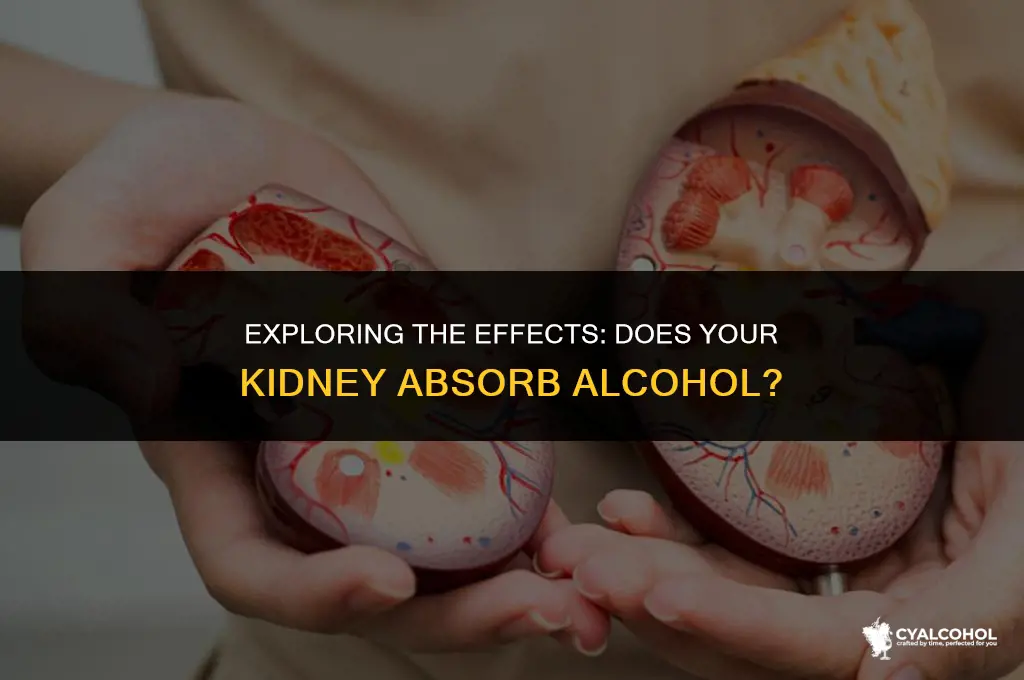 does a kidney absorb alcohol