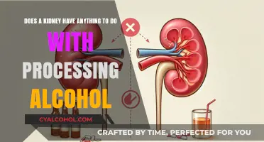 How Kidneys Process Alcohol: The Direct Connection