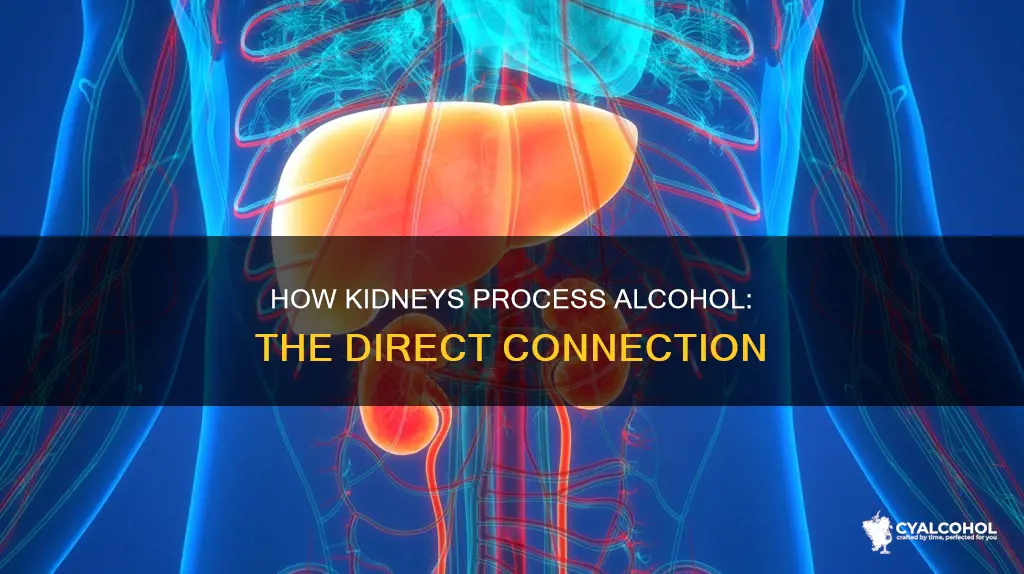 does a kidney have anything to do with processing alcohol