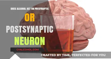 Alcohol's Neural Impact: Presynaptic or Postsynaptic Influence Explained