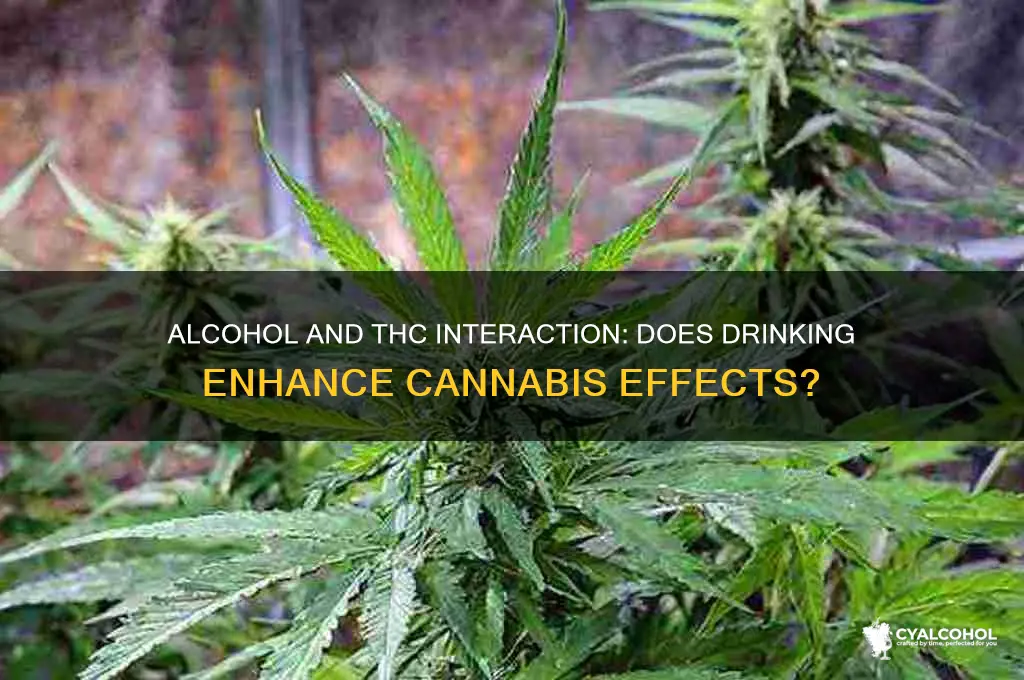 does alcohol activate thc