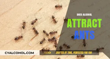 Does Alcohol Attract Ants? Uncovering the Surprising Truth Behind the Myth