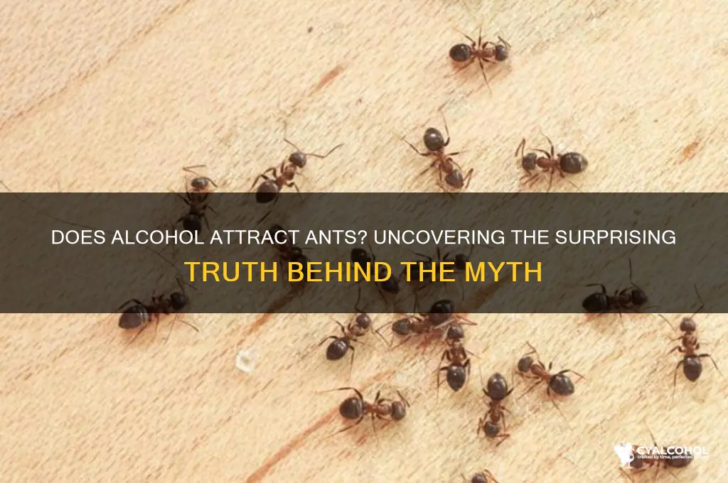 does alcohol attract ants