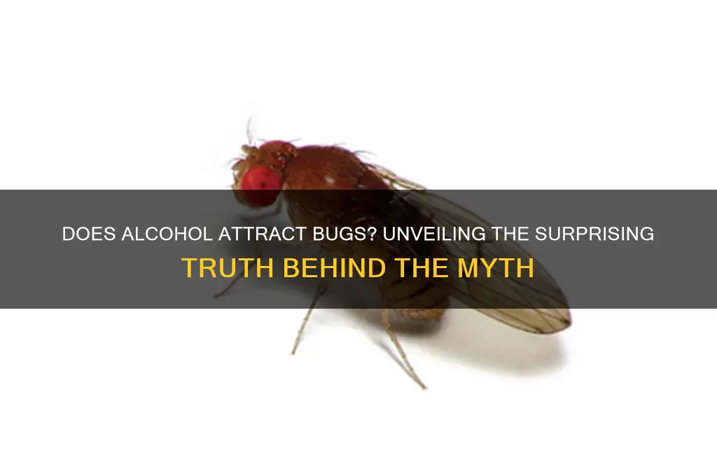 does alcohol attract bugs