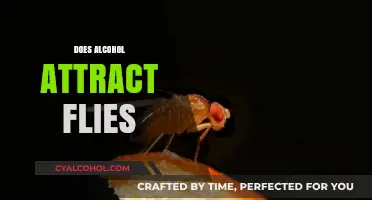 Does Alcohol Attract Flies? Uncovering the Surprising Truth Behind the Myth