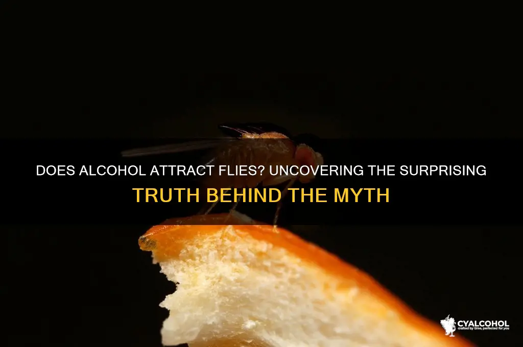 does alcohol attract flies