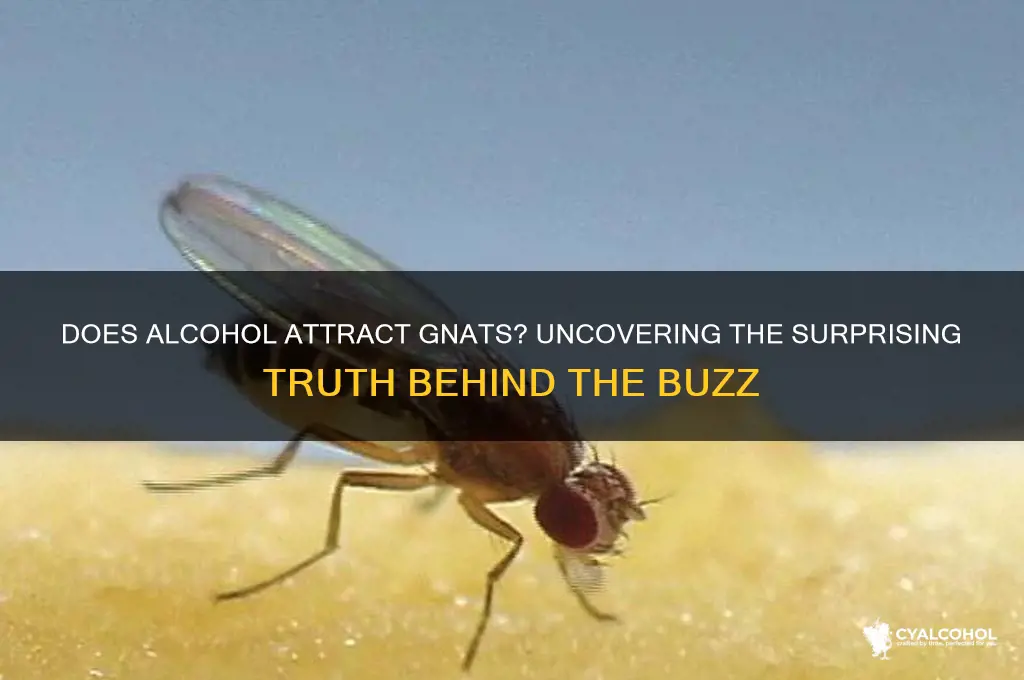 does alcohol attract gnats