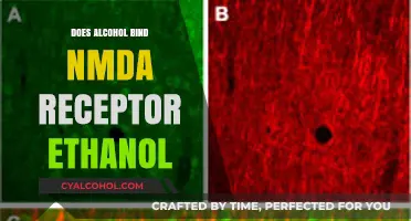 Ethanol's Impact: How Alcohol Binds to NMDA Receptors Explained