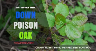 Alcohol and Poison Oak: Does It Neutralize the Rash-Causing Urushiol?