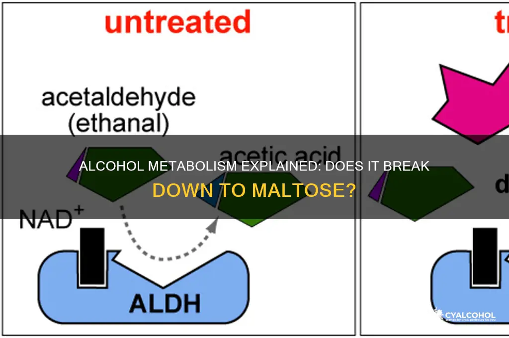 does alcohol break down to maltose