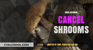 Alcohol and Shrooms: Do They Interact or Cancel Each Other Out?