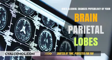 Alcohol's Effect on the Brain's Parietal Lobes
