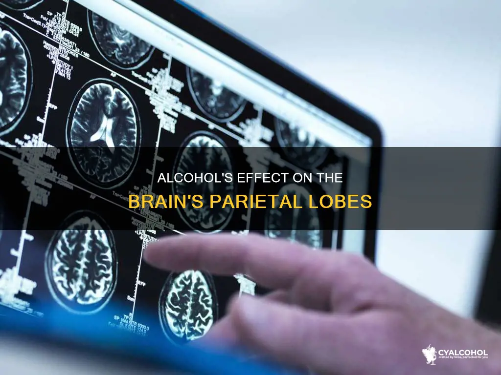 does alcohol changes physiology of your brain parietal lobes